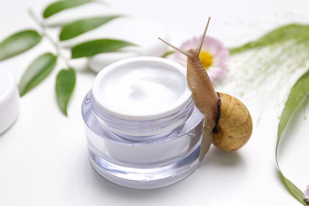 Skincare เกาหลี มักใช้สารสกัดจากเมือกหอยทาก